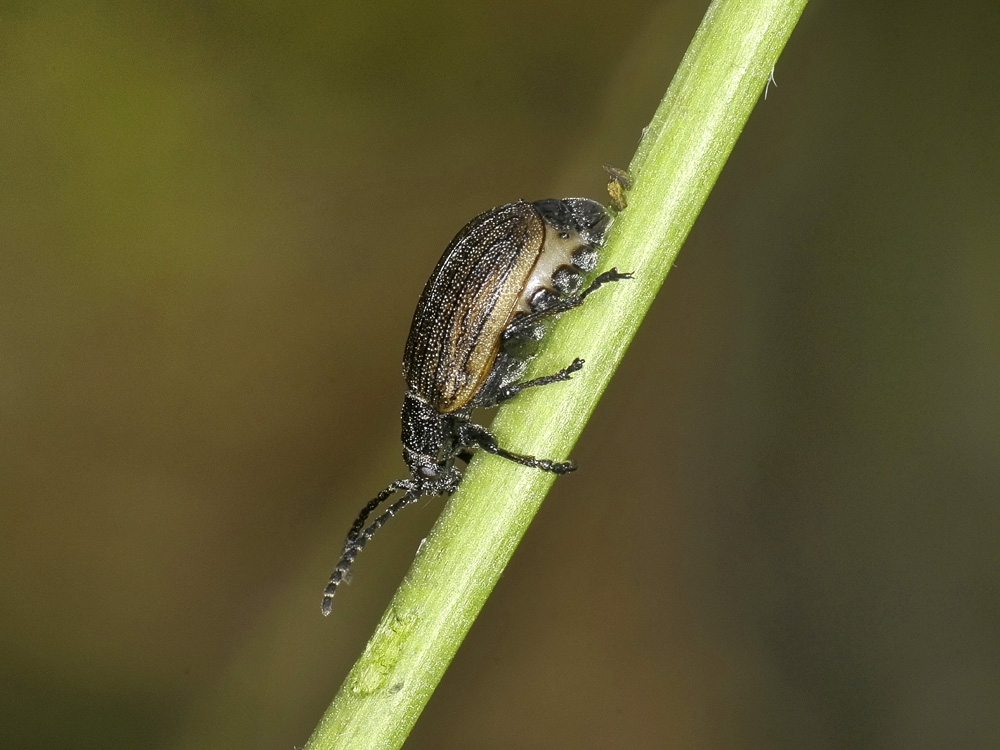 Galeruca interrupta